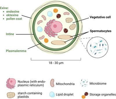 Birch pollen—The unpleasant herald of spring